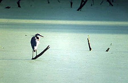 Great Blue Heron