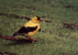 Goldfinch