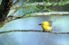 Prothonotary Warbler