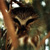 Saw-Whet Owl