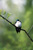 Tree Swallow